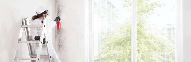 Best Basement Mold Removal  in Hazardville, CT